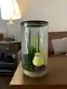Adorno De Pajaro Canario En Frasco De Cristal