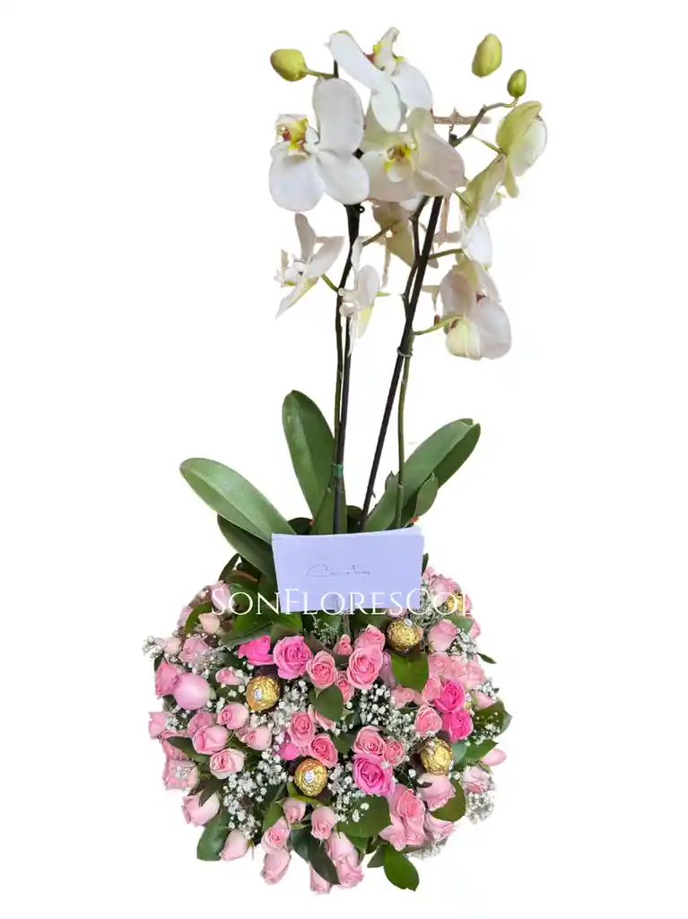 Rosas Bebe Y Orquideas Dulzura
