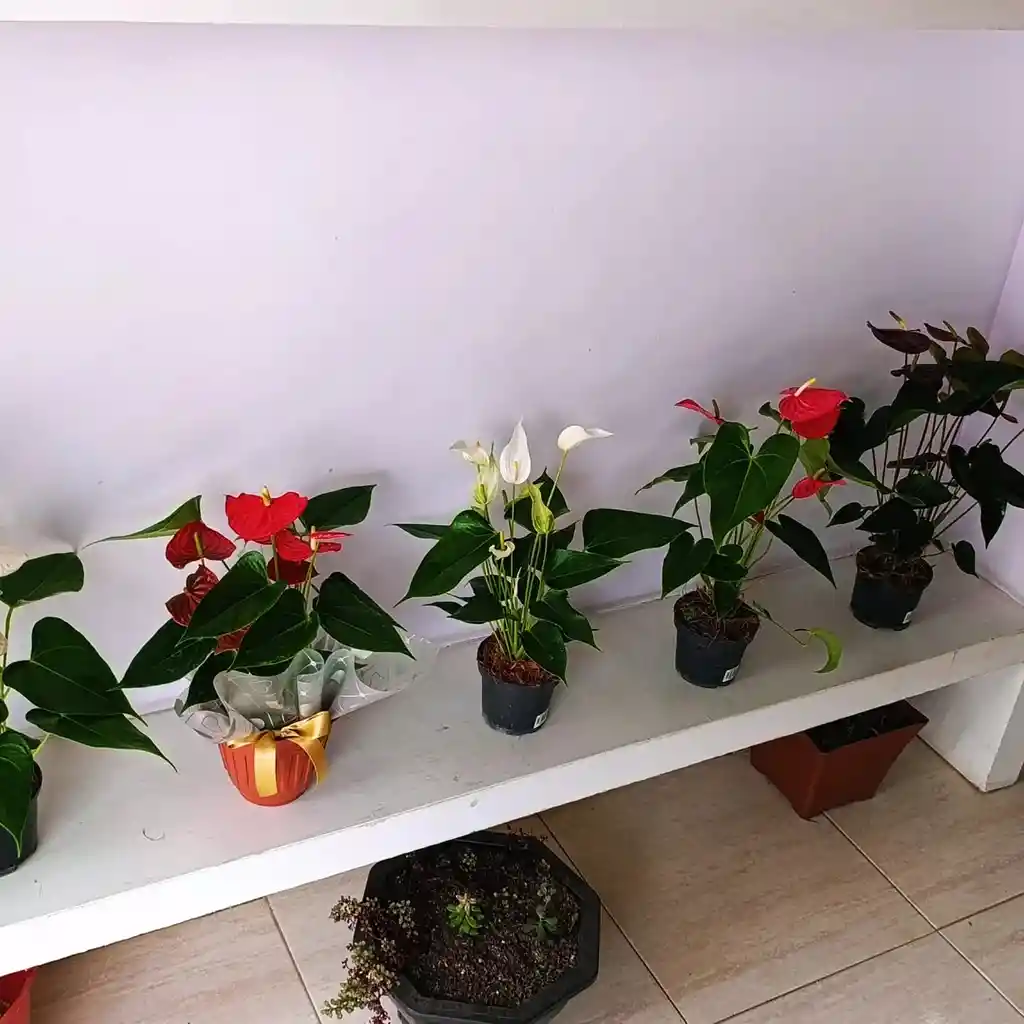 Mata De Anturios Color