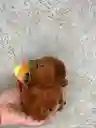 Llaveros De Peluche De Capibara