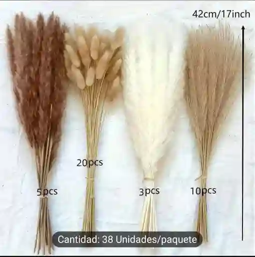 Mini Pampas
