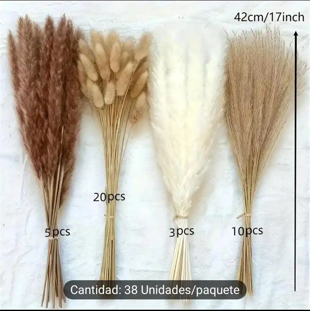 Mini Pampas