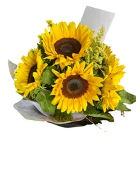 Girasoles Y Eucaliptos Solticio