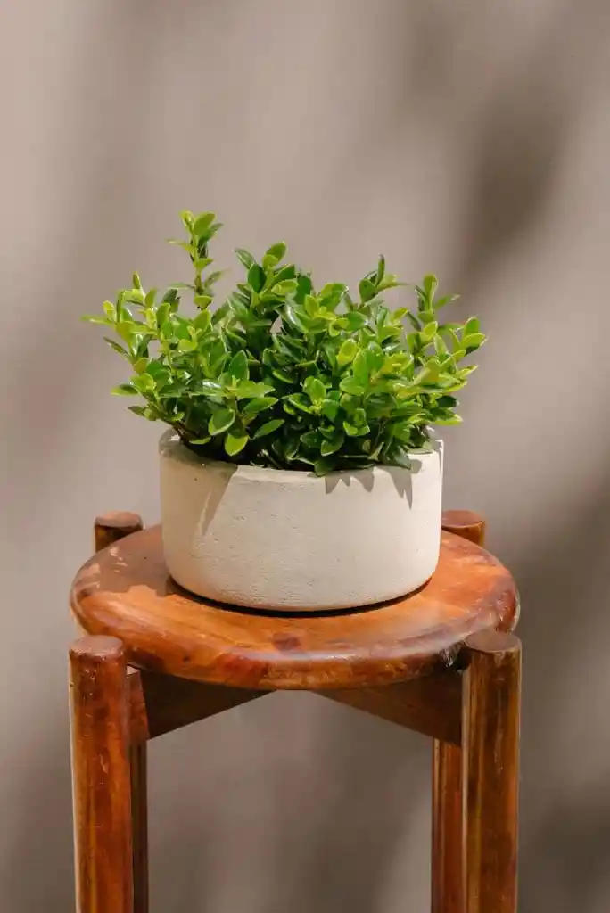 Pescadito Mini Bowl