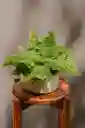 Helecho Mini Bowl