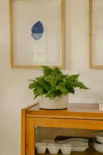 Helecho Mini Bowl