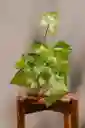 Garrobo Mini Bowl