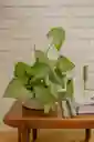 Garrobo Mini Bowl