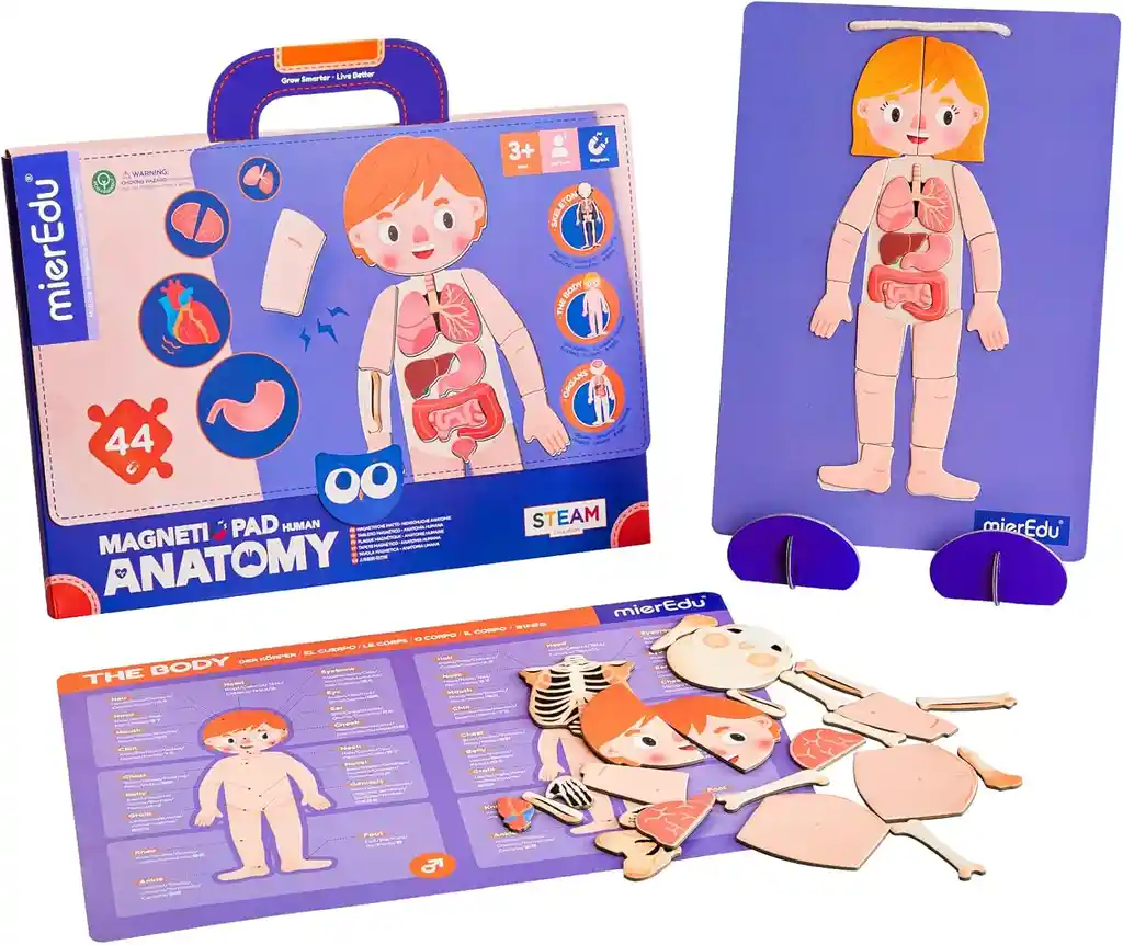 Juego Didáctico Pizarra Magnética Cuerpo Humano Para Niños
