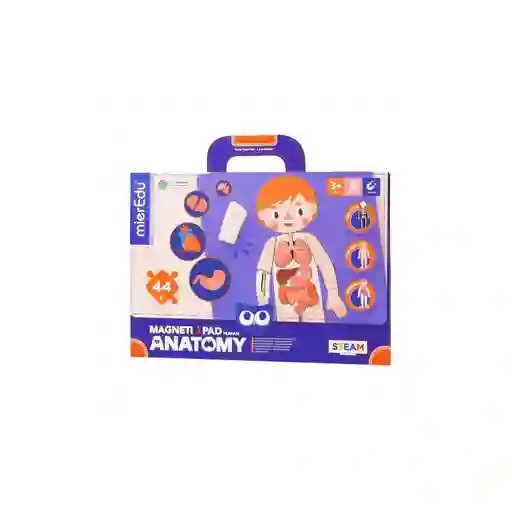 Juego Didáctico Pizarra Magnética Cuerpo Humano Para Niños