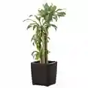 Maceta Para Exteriores Y Jardín Tipo Ratán Mq 493-wengue