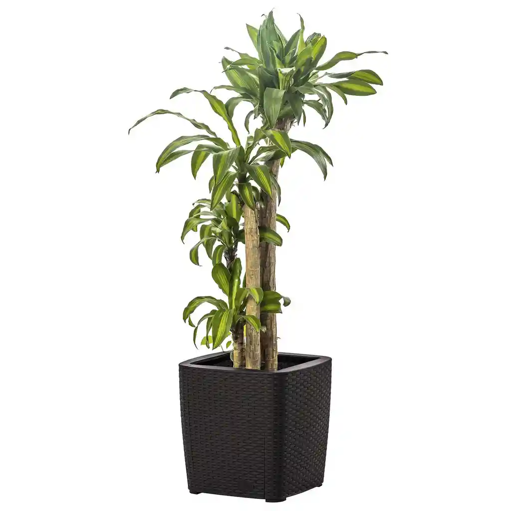 Maceta Para Exteriores Y Jardín Tipo Ratán Mq 493-wengue