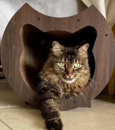 Rascador Tunel Gato Gimnasio Para Gato Tunel Mediano Rascador Para Gatos