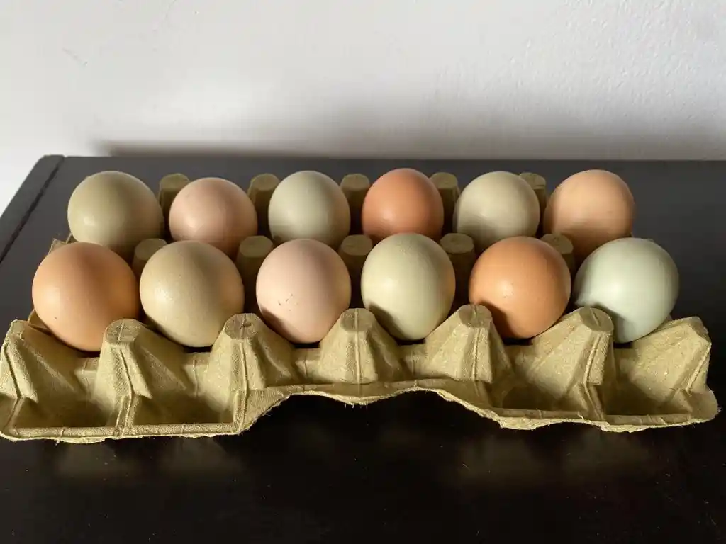 Huevos Criollos Medianos