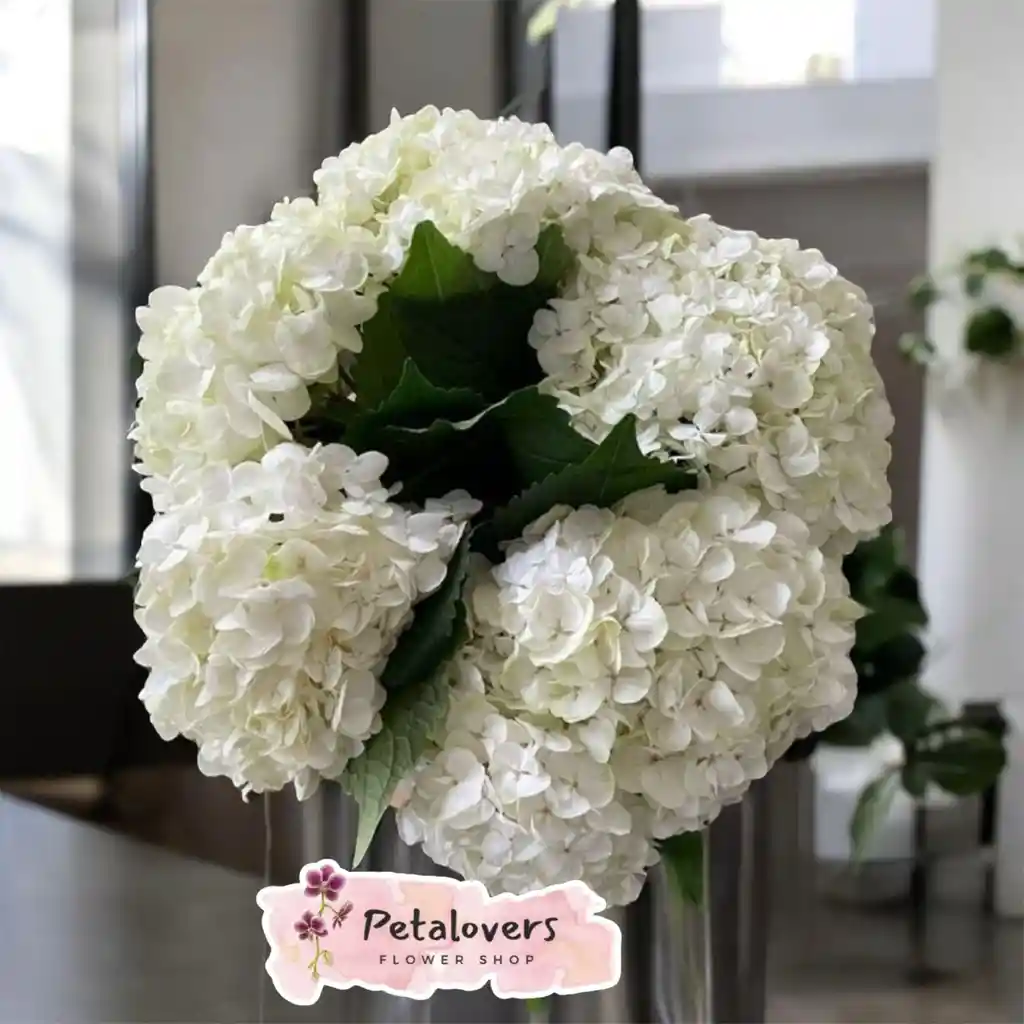 Flores 5 Hortensias