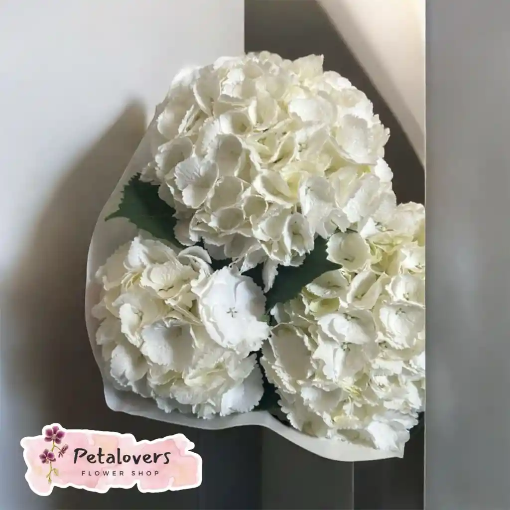 Flores Bouquet De 3 Hortensias