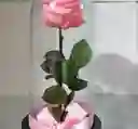 Rosa Preservada