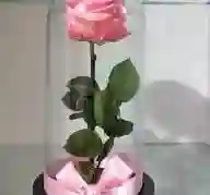 Rosa Preservada