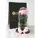 Rosa Preservada