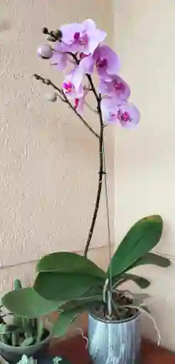 Orquidea Phalenopsis 1 Vara Florar Con Matera En Ceramica