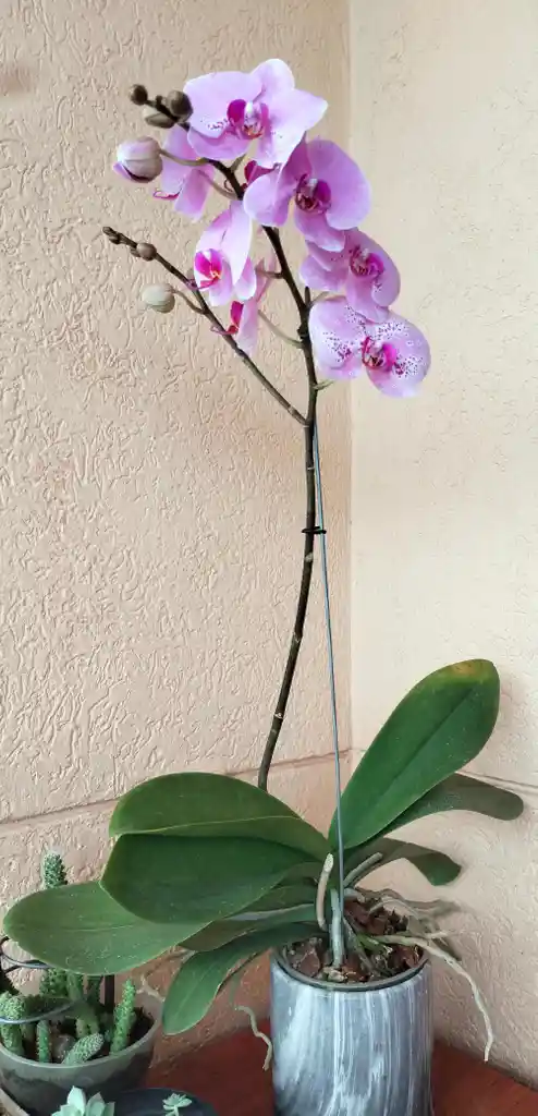 Orquidea Phalenopsis 1 Vara Florar Con Matera En Ceramica