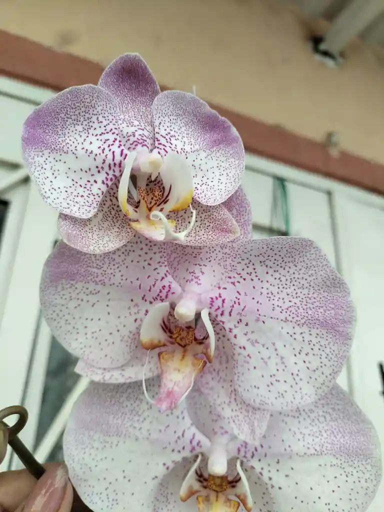 Orquidea Phalenopsis 1 Vara Florar Con Matera En Ceramica