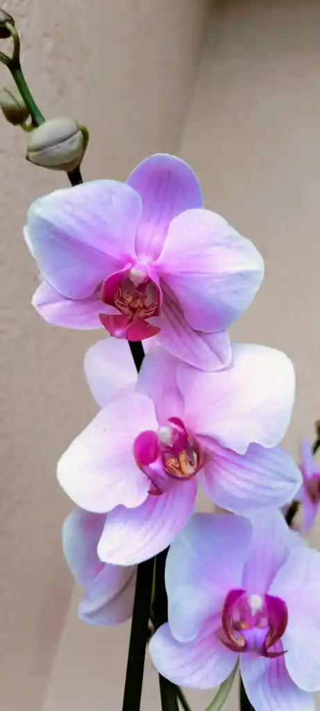 Orquidea Phalenopsis 1 Vara Florar Con Matera En Ceramica