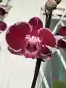 Orquidea Phalaenopsis 2 Varas Florales
