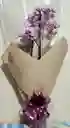 Orquidea Phalaenopsis 2 Varas Florales