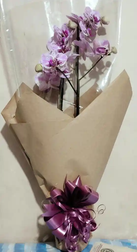 Orquidea Phalaenopsis 2 Varas Florales