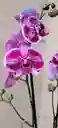 Orquidea Phalaenopsis 2 Varas Florales