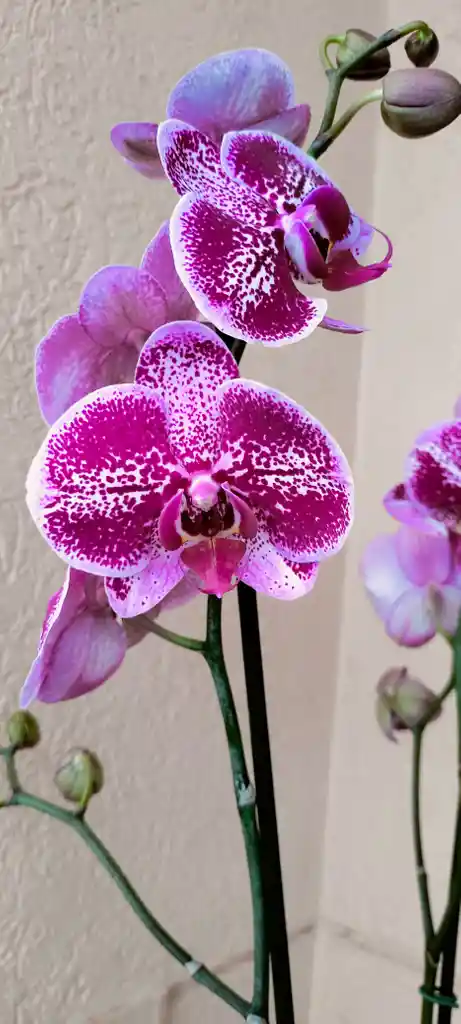Orquidea Phalaenopsis 2 Varas Florales