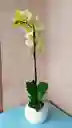 Orquídea Phalaenopsis Amarilla