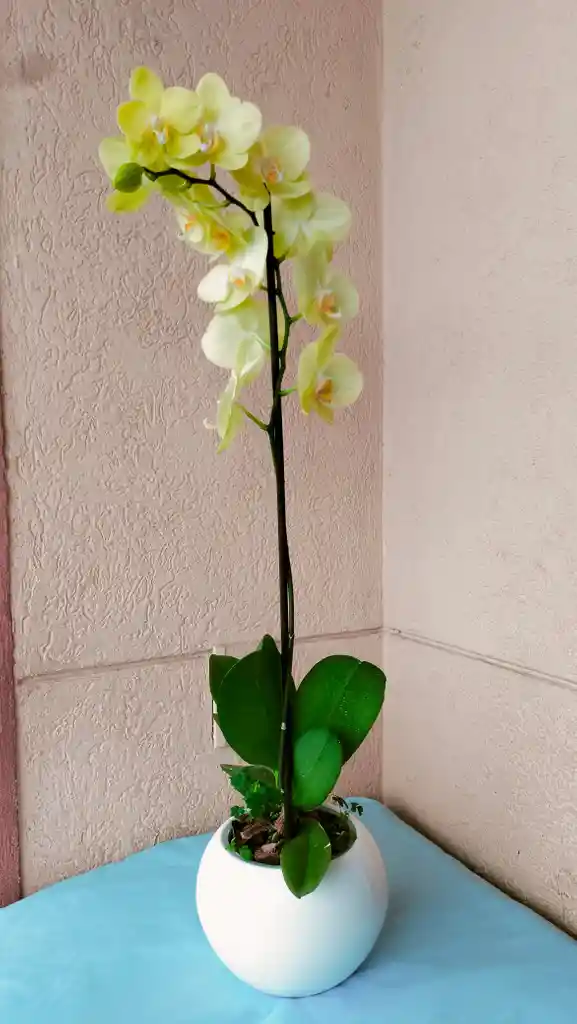 Orquídea Phalaenopsis Amarilla