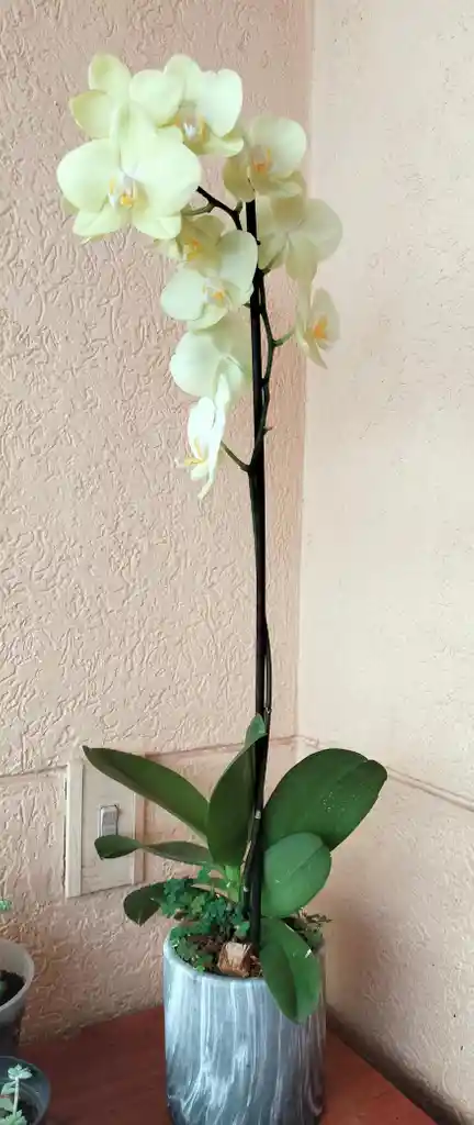 Orquídea Phalaenopsis Amarilla