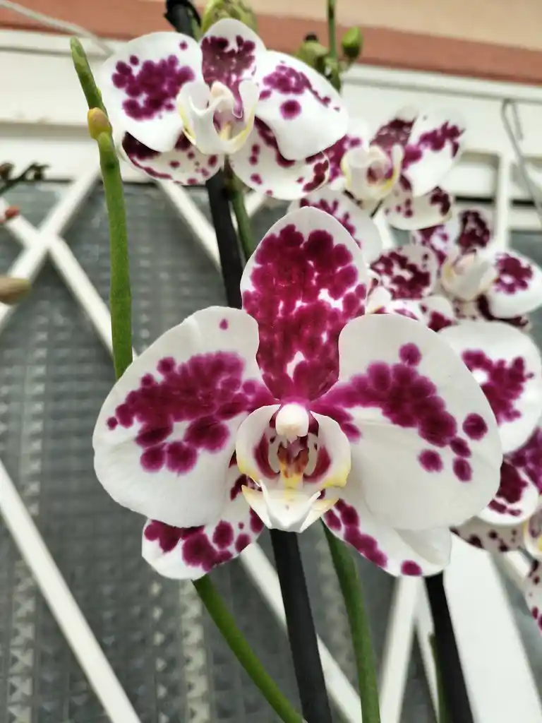 Orquidea Phalaenopsis 2 Varas Florales