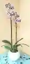 Orquidea Phalaenopsis 2 Varas Florales