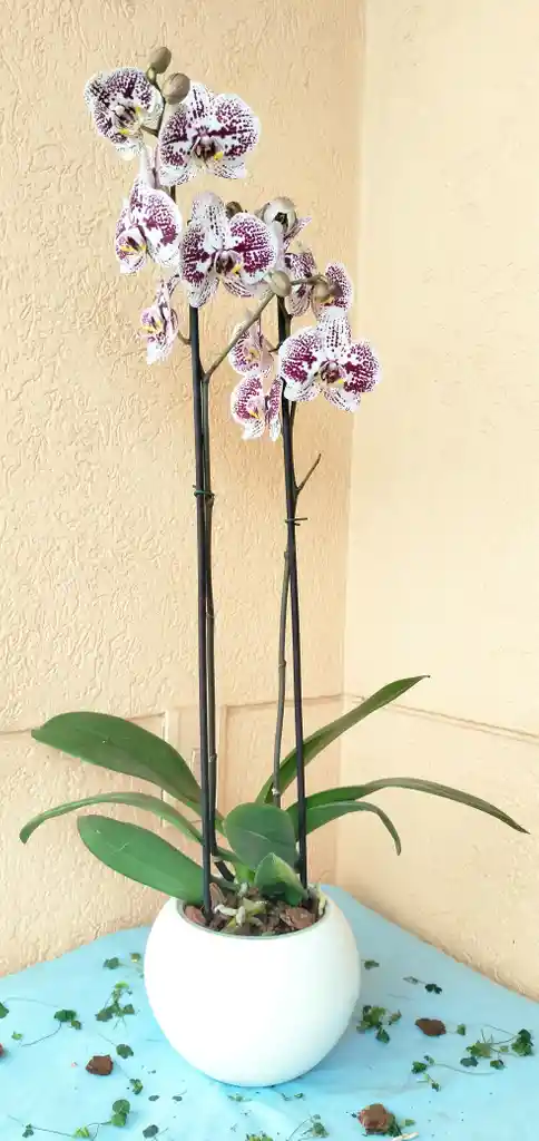 Orquidea Phalaenopsis 2 Varas Florales