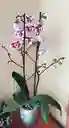 Orquidea Phalaenopsis 2 Varas Florales