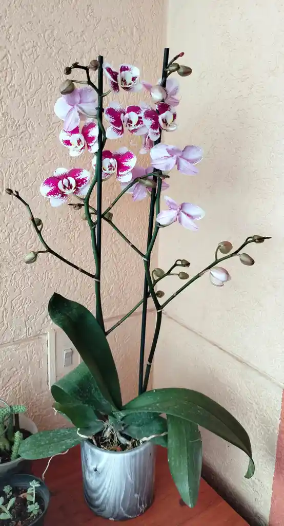 Orquidea Phalaenopsis 2 Varas Florales