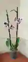Orquidea Phalaenopsis 2 Varas Florales