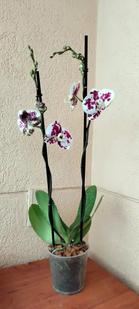 Orquidea Phalaenopsis 2 Varas Florales