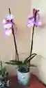 Orquidea Phalaenpsis 2 Varas Florales