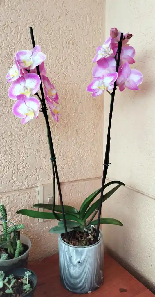 Orquidea Phalaenpsis 2 Varas Florales