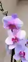 Orquidea Phalaenpsis 2 Varas Florales