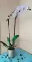 Orquidea Phalaenpsis 2 Varas Florales