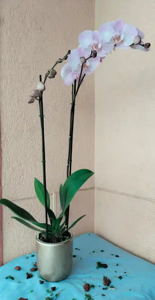 Orquidea Phalaenpsis 2 Varas Florales