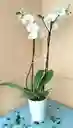 Orquidea Phalaenopsis Blanca 2 Varas Florales
