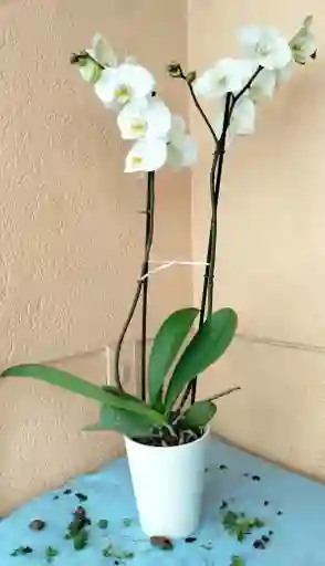 Orquidea Phalaenopsis Blanca 2 Varas Florales
