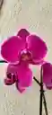 Orquídea Phalaenopsis 2 Varas Purpura